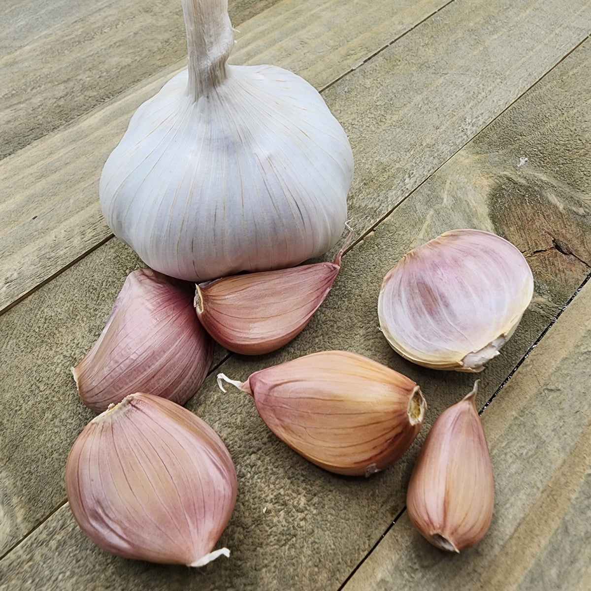 Organic Silver Rose soft neck garlic bulb from SeedsNow-Garlic, showing fresh, white garlic cloves with papery skin.