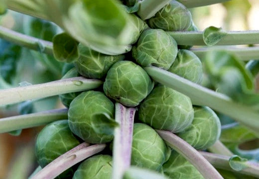 *New!* 50-in-One Complete Garden Abundance Seed Bank w/Seed Storage Vault