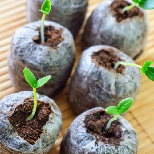 All-in-1 seed starter kit with soil pod, seeds, plant labels, and grow guides for indoor gardening