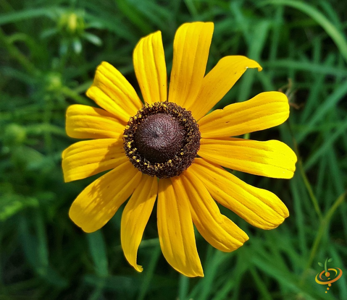Black-eyed Susan wildflower from SeedsNow California native scatter garden seed mix with vibrant yellow petals and dark center
