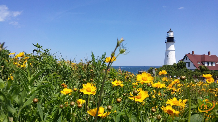 Yellow wildflowers blooming in a coastal field with a lighthouse and blue sky in the background