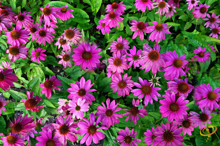 Purple coneflowers from SeedsNow Wildflowers All Perennial Scatter Garden Seed Mix, vibrant flowering wildflower wildflower mix image.