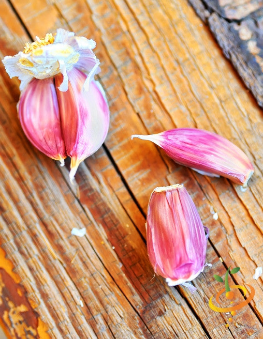 Organic Early Purple Italian soft neck garlic bulb from SeedsNow-Garlic, showing multiple cloves with purple skin.