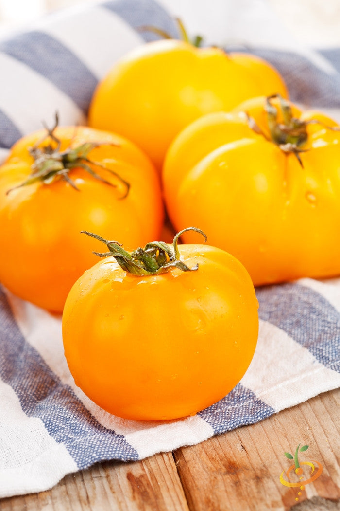 Indeterminate Jubilee tomato seeds from SeedsNow, showing vibrant red, ripe tomatoes on the vine.