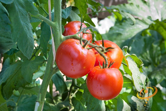 Ripe Tomato Floradade determinate tomatoes growing on vine with green leaves and water droplets