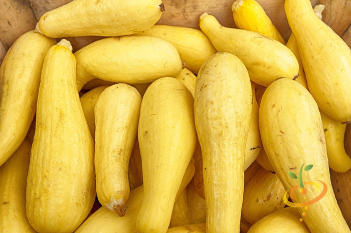 Yellow Crookneck summer squash with seeds, fresh and ripe, shown in a natural close-up image.
