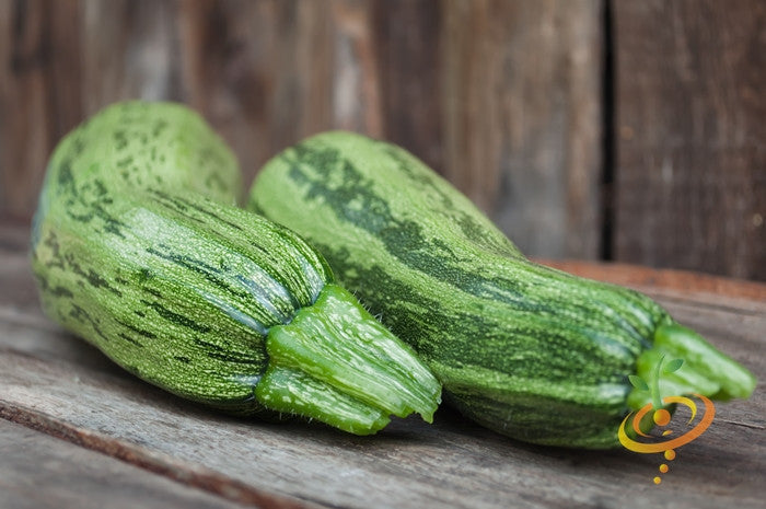 Fresh Cocozelle summer squash growing from SeedsNow seeds, vibrant green zucchini with striped pattern and smooth skin.