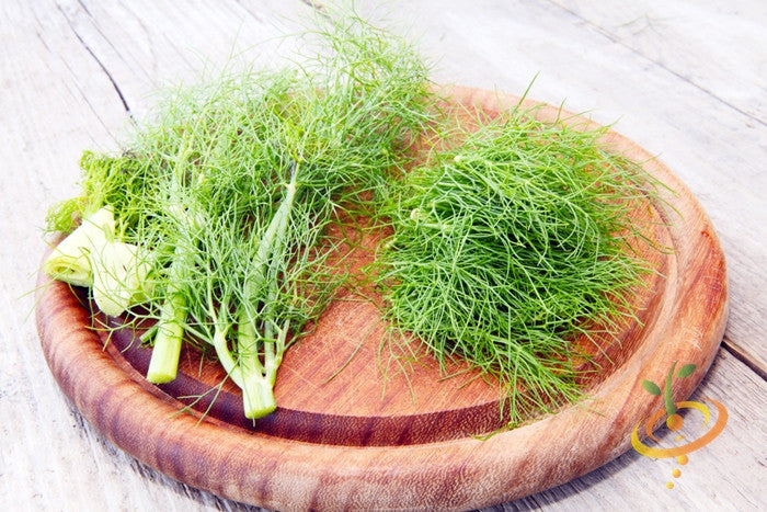 Fresh Florence fennel seeds from SeedsNow, showing vibrant green fennel bulbs and feathery fronds on a white background.