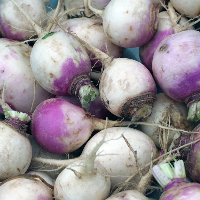 Rutabaga American Purple Top roots with purple and yellow skin, nearly round, fresh harvested