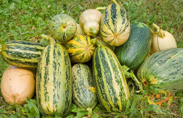 Fresh green marrow squash with summer squash shape and seeds, displayed on a white background.