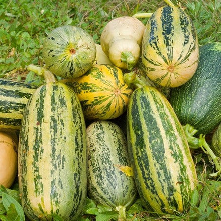 Fresh green summer squash (Marrow) with seeds, displayed on a white background, from SeedsNow.