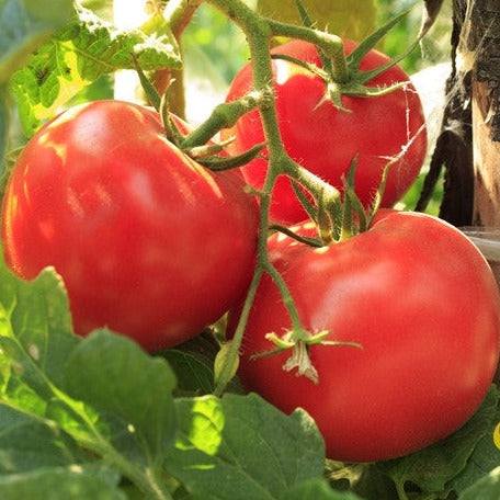 Shop Floradade tomato seeds to order online from the USA. Determinate, heat-tolerant heirloom slicer! Open-pollinated, USA-quality, NON-GMO organic seeds & more!