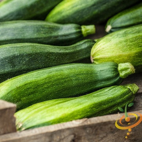 Buy Black Beauty Zucchini Summer Squash online from the USA now!