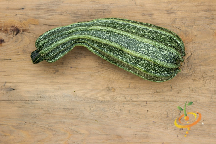 Fresh Cocozelle summer squash growing on a vine, with vibrant green and zucchini-like fruits, from SeedsNow.