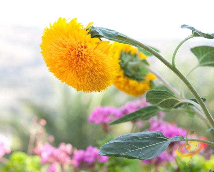 Sunflower Sun Gold Tall flower seeds from SeedsNow, showing vibrant yellow sunflower blooms and green foliage.