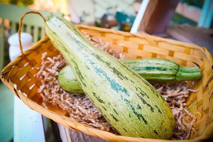 Close-up of grayish-green striped summer squash in a wicker basket for home garden and market growers with summer squash seeds focus