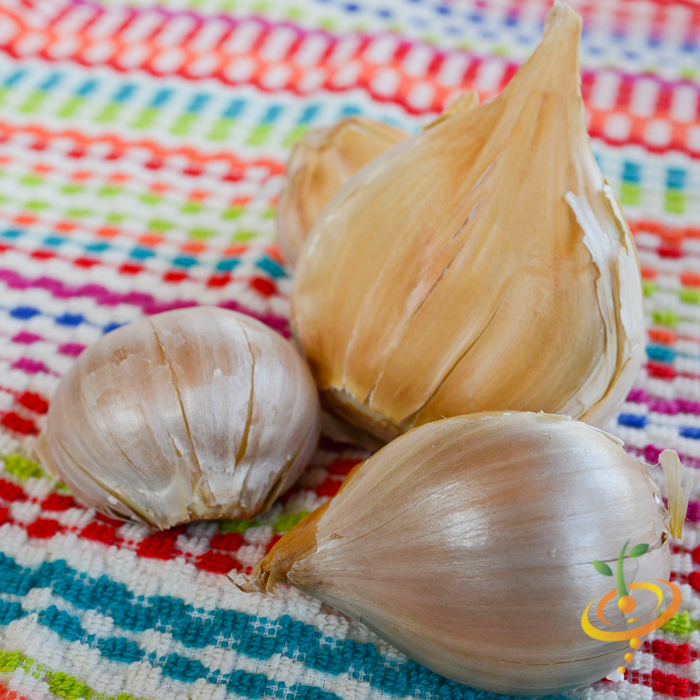 Organic elephant garlic bulb with soft neck from SeedsNow-Garlic, showing its large, textured cloves and natural white skin.