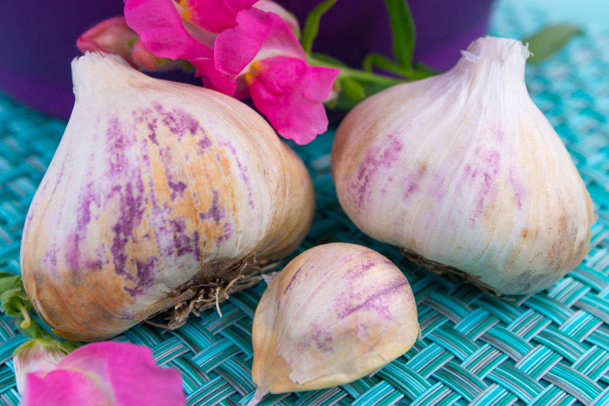 Organic Early Purple Italian soft neck garlic bulb from SeedsNow-Garlic, showing purple-streaked cloves and smooth outer skin.