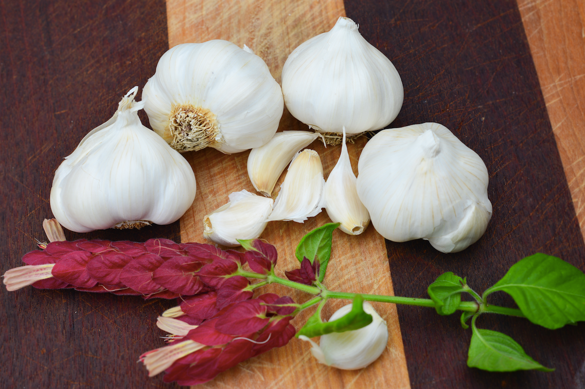Organic Italian Late Soft Neck garlic bulb from SeedsNow-Garlic, showing fresh, whole garlic with smooth, pinkish skin.