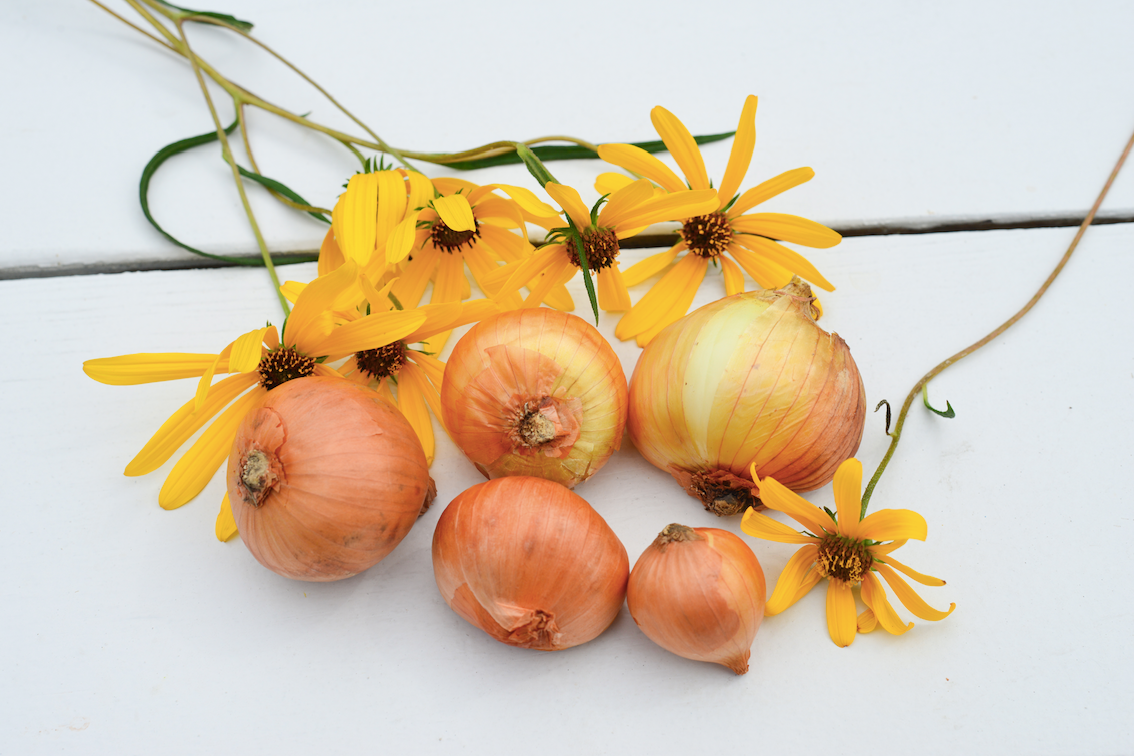 Organic Dutch yellow shallot sets from SeedsNow-Shallot, showing fresh, healthy shallots ready for planting.