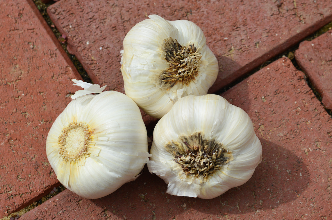Organic Early Purple Italian soft neck garlic bulb from SeedsNow-Garlic, showing purple-skinned garlic cloves on a white background.