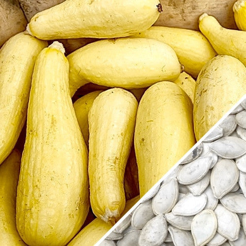 Yellow crookneck summer squash seeds from SeedsNow, showing fresh squash with yellow skin and distinctive curved shape.