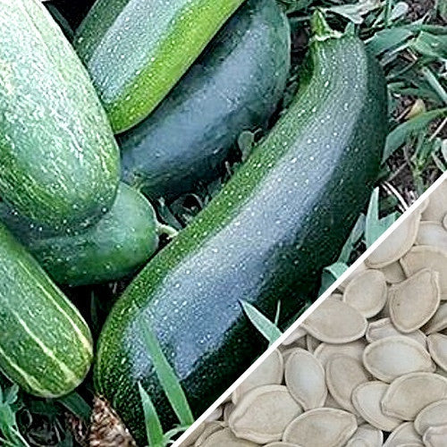 Dark green summer squash seeds from SeedsNow, showing small, vibrant squash seeds ready for planting.
