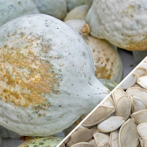 Hubbard Blue winter squash seeds from SeedsNow, showing vibrant blue seeds ideal for planting and growing winter squash.