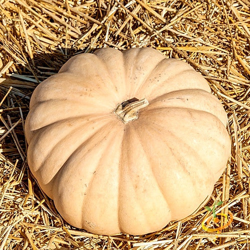 Buy Long Island Cheese Winter Squash seeds online from the USA now!