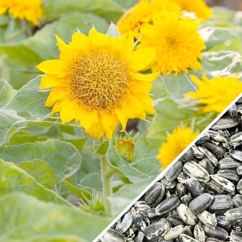 Dwarf Sunflower seed packet from SeedsNow featuring bright yellow sunflower flowers and green foliage.
