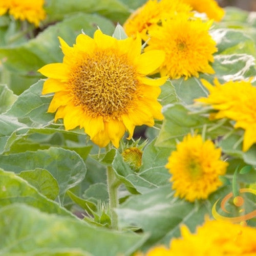 Dwarf Sunflower Sunspot seeds from SeedsNow, showing vibrant yellow sunflower blooms with green foliage in a garden setting.