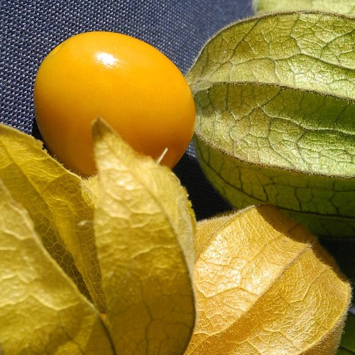 Ground Cherry Tomatillo Seeds | Grow Your Own Salsa Ingredients