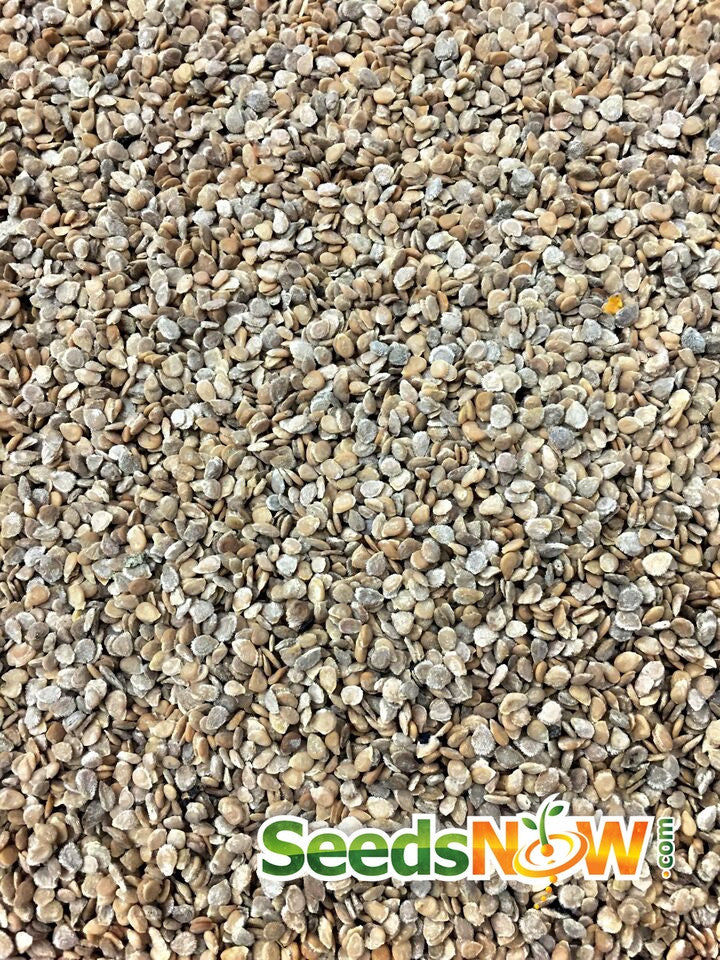 Close-up of Ace 55 Tomato seeds from SeedsNow, small and light brown.