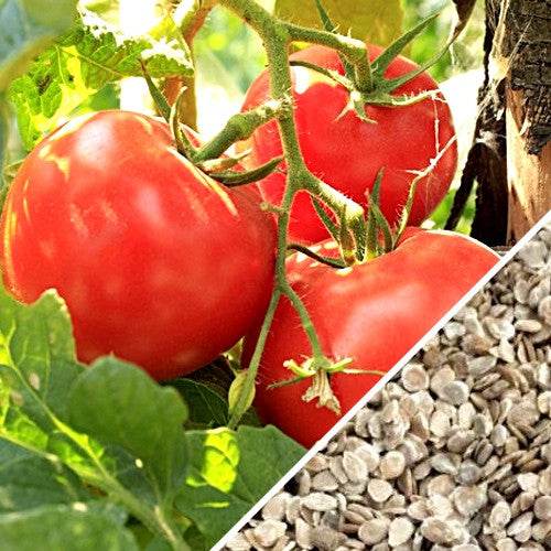 Ripe red Tomato Floradade fruits on vine with seeds close-up