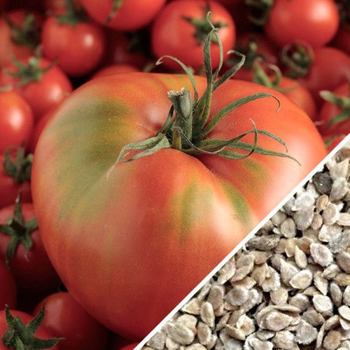Indeterminate Mortgage Lifter tomato seeds by SeedsNow, showcasing vibrant green seedlings ready for planting.