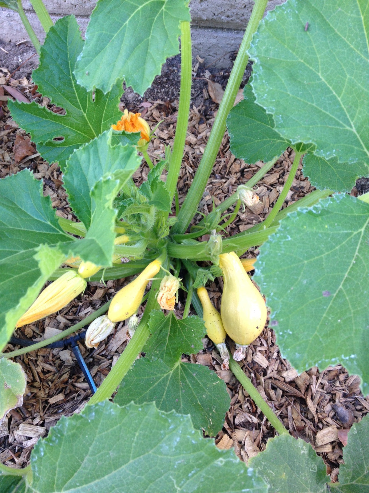 Yellow crookneck summer squash with seeds from SeedsNow, showing bright yellow skin and fresh, ripe appearance.