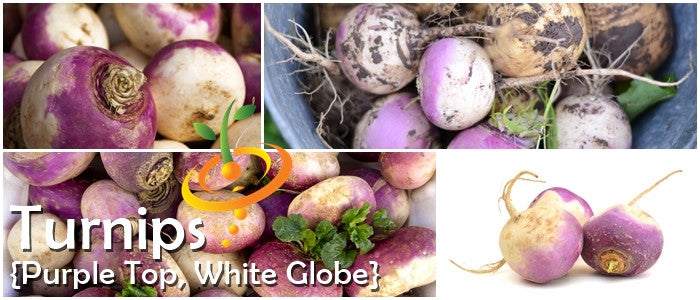 Purple Top White Globe turnips with smooth round roots and white flesh, showcasing harvested and fresh turnips in various stages.