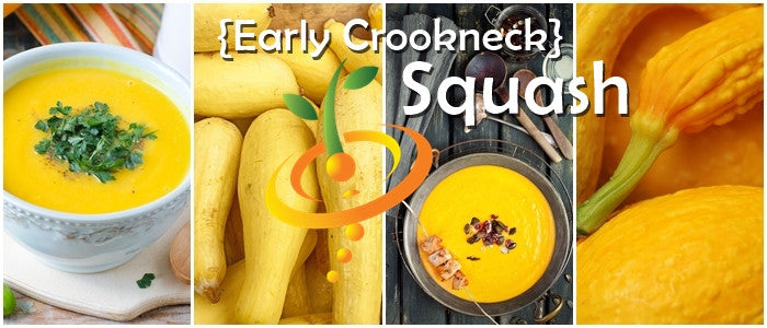 Yellow crookneck summer squash with seeds from SeedsNow, showing the bright yellow squash with curved neck and textured skin.