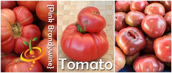 Pink Brandywine Tomato seeds with large, ribbed, blushing pink fruit and potato-leaf foliage collage