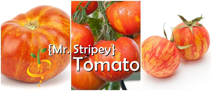 SeedsNow Mr. Stripey indeterminate tomato seeds showing a packet and ripe striped tomatoes on the vine.