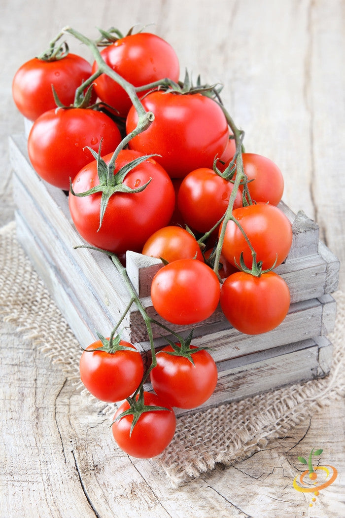 Indeterminate Money Maker tomato seeds from SeedsNow, showing lush green seedlings with vibrant leaves and healthy stems.