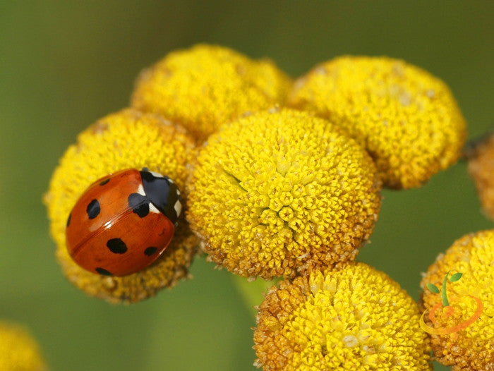 Tansy seeds from SeedsNow.com, small brown seeds with textured surface, suitable for planting Tansy herb in gardens or containers.