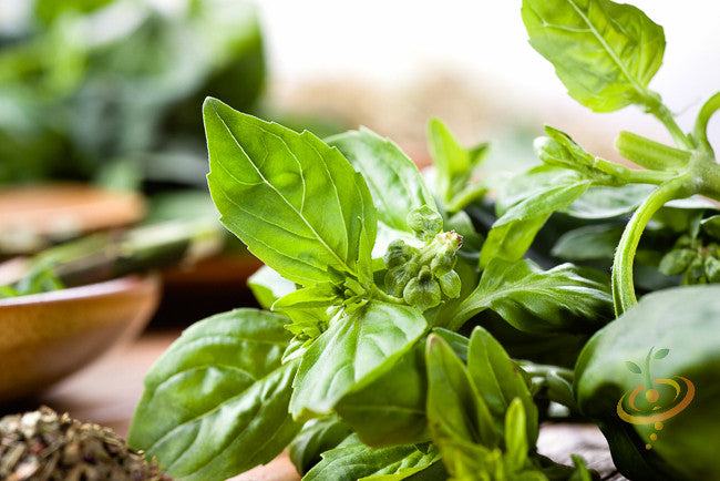 Basil lime seeds from SeedsNow, small green seeds used for growing aromatic basil with lime flavor.