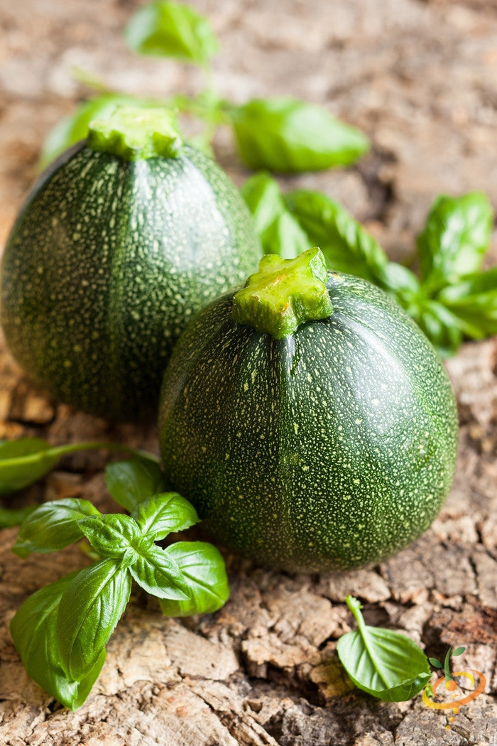 Round de Nice zucchini squash seed from SeedsNow, showing fresh green summer squash with smooth round shape and vibrant skin.