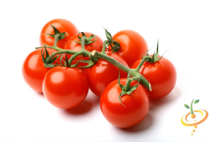 Indeterminate Gardener's Delight Tomato seeds by SeedsNow, showing vibrant tomato seedlings ready for planting.