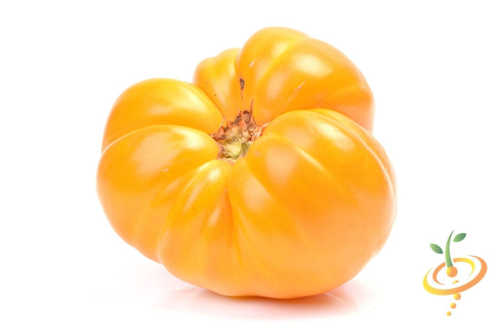 Yellow Oxheart indeterminate tomato seeds from SeedsNow, showing vibrant yellow tomato fruits and green leafy vines.