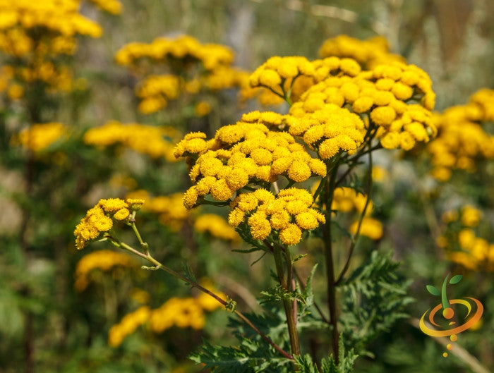 Fresh Tansy seeds from SeedsNow.com, showing small green seeds suitable for planting and garden cultivation.