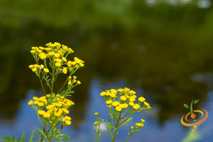 Tansy seeds from SeedsNow.com showing small, brown seeds with textured surface, ideal for planting or gardening.
