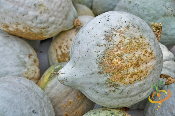 Winter Hubbard squash seeds from SeedsNow, featuring blue-colored seeds suitable for planting and growing winter squash.