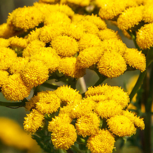 Order fresh Tanacetum vulgare Tansy herb seeds online to buy from the USA. Hardy perennial with feathery, fern-like foliage & bright yellow button flowers. Shop now.